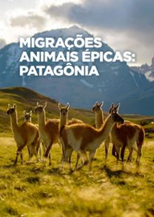 Migrações Animais Épicas: Patagônia