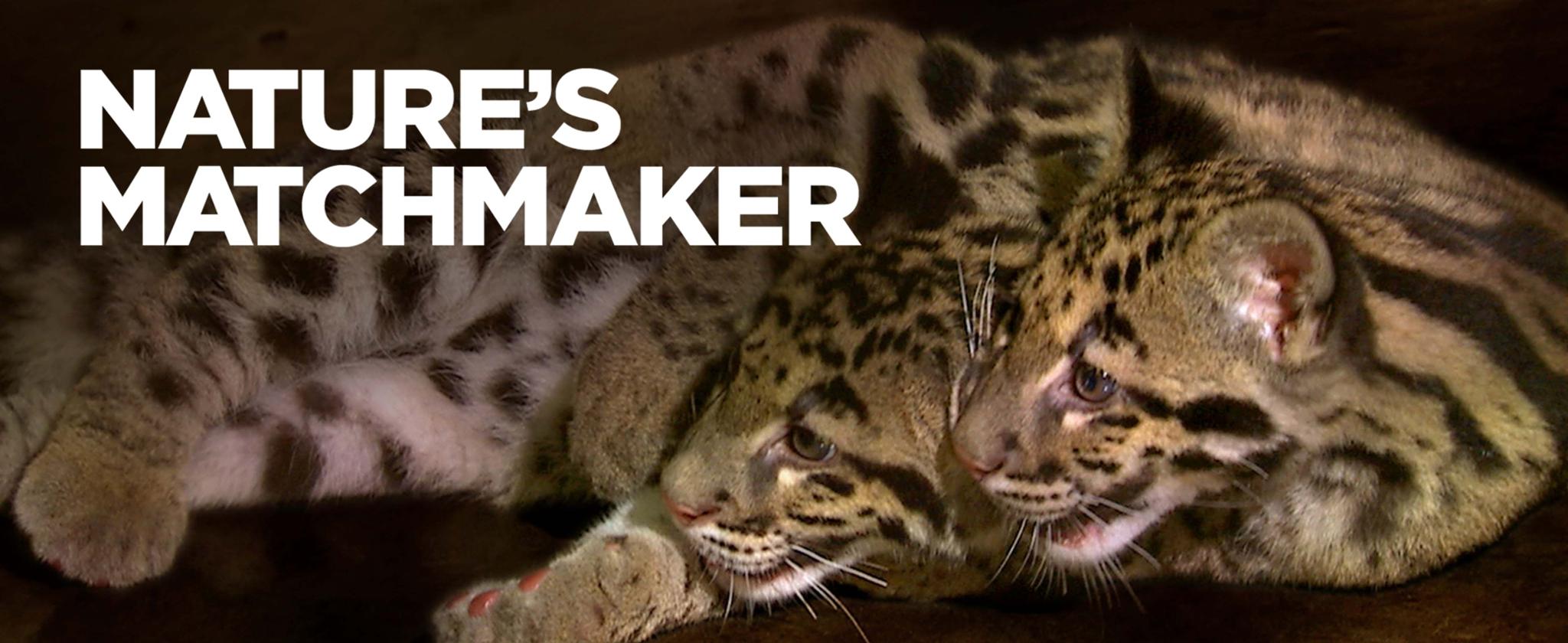 Nature's Matchmaker