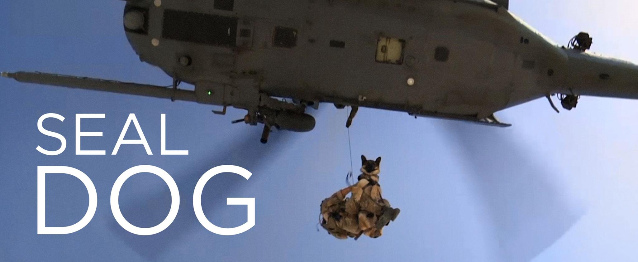 Seal Dog